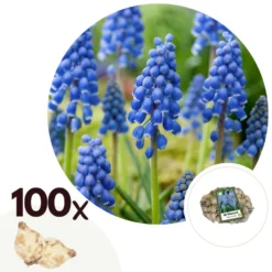 Muscari Armeniacum - 100x Hyacinthbollen - Bloembollen- Blauw Druifje