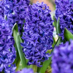 Hyacinthus Blue Trophy - 20x Winterharde Bloembollen Hyacinten - Vroegbloeiend
