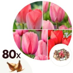 Exporteren Tuin Verge Winkel 14 Rood & Roze Tulpenmix - X80 - Bloembollen