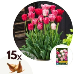 Tulipa Hemisphere - Bloembollen X15 - Tulp - Roze / Wit / Rood