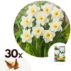 Narcissus Mount Hood X30 - Narcisbollen - Winterharde Bloembollen