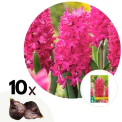 Hyacinthus Jan Bos X10 - Hyacint - Winterharde Bloembollen