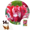 Tulipa Estella Rijnveld - 14x Tulpenbollen - Winterharde Bloembollen