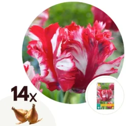 Tulipa Estella Rijnveld - 14x Tulpenbollen - Winterharde Bloembollen