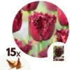 Tulipa Labrador - Bloembollen X15 - Tulp - Donkerpaars