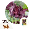 Tulipa Black Parrot - Bloembollen X21 - Parkiettulp - Paars