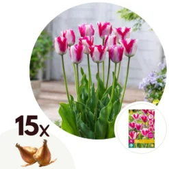 Exporteren Tuin Verge Winkel 4 Tulipa Mata Hari - Bloembollen X15 - Tulp - Roze, Wit