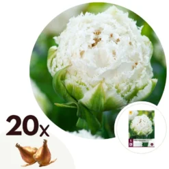 Tulipa Snow Crystal - Bloembollen X20 - Tulp - Wit
