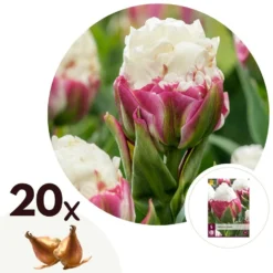 Tulipa Ice Cream - Bloem Bollen X20 - Tulp - Paars Wit