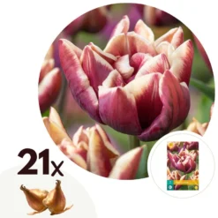 Tulipa Wyndham - Bloem Bollen X21 - Tulp - Paars