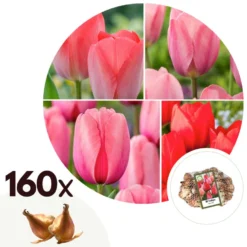 Plant In A Box - Tulipa Pink & Red Mix - Bloembollen X160 - Tulp - Roze / Rood