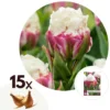 Tulipa Ice Cream - Bloem Bollen X15 - Tulp - Paars Wit