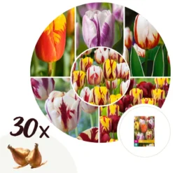 Plant In A Box - Tulipa Flaming Beauty Mix - Tulpenbollen X30 - Bloembollen