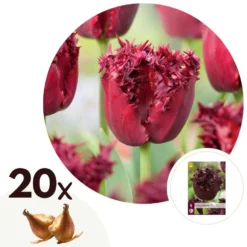 Tulipa Labrador - Bloembollen X20 - Tulp - Donkerpaars