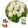 Narcissus Mount Hood X15 - Narcisbollen - Winterharde Bloembollen