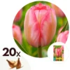 Plant In A Box - Tulipa Design Impression - Bloem Bollen X20 - Tulp - Roze