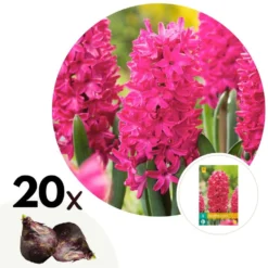 Hyacinthus Jan Bos X20 - Hyacint - Winterharde Bloembollen