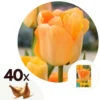 Plant In A Box - Tulipa Daydream - Bloem Bollen X40 - Tulp - Oranje