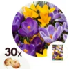 Plant In A Box - Crocus Large Flowering Mix - Bloembollen X30 - Krokus
