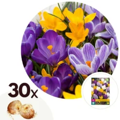 Plant In A Box - Crocus Large Flowering Mix - Bloembollen X30 - Krokus
