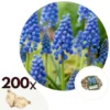 Muscari Armeniacum - 200x Hyacinthbollen - Bloembollen- Blauw Druifje