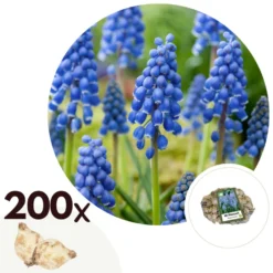 Muscari Armeniacum - 200x Hyacinthbollen - Bloembollen- Blauw Druifje