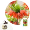 Plant In A Box - Fritillaria Rubra - Bloembollen X3 - Rode Kievietsbloem