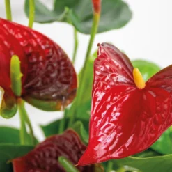 Anthurium Aristo Rood – Flamingoplant - ⌀14 Cm - ↕45-55 Cm -Exporteren Tuin Verge Winkel 1104020374 0102