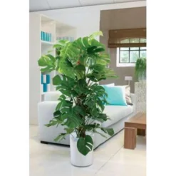 Monstera 'Monkey Leaf' Mosstok - Gatenplant - ⌀17 Cm - ↕75-80 Cm -Exporteren Tuin Verge Winkel 1105439899 0103