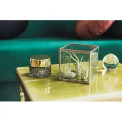 3x Tillandsia In Hangglas – Luchtplantjes – ⌀07 Cm - ↕16 Cm -Exporteren Tuin Verge Winkel 1110602717 0102