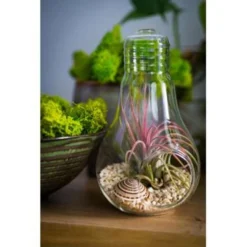 3x Tillandsia In Hangglas – Luchtplantjes – ⌀07 Cm - ↕16 Cm -Exporteren Tuin Verge Winkel 1110602717 0103