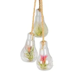 3x Tillandsia In Hangglas – Luchtplantjes – ⌀07 Cm - ↕16 Cm