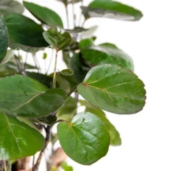 Polyscias 'Fabian 2x - Tropische Kamerplant Pot 12 Cm -↕40 Cm -Exporteren Tuin Verge Winkel 1115957086 0102