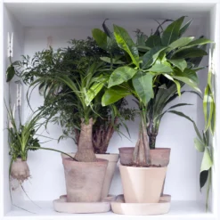 Polyscias 'Fruticosa' - Sterke Tropische Pot 17 Cm - ↕60 Cm -Exporteren Tuin Verge Winkel 1122318692 0102