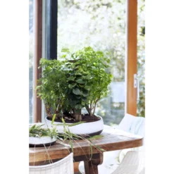 Polyscias 'Fruticosa' - Sterke Tropische Pot 17 Cm - ↕60 Cm -Exporteren Tuin Verge Winkel 1122318692 0103