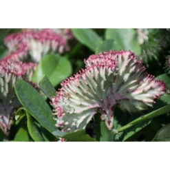 2x Euphorbia Lactea 'Cristata' - Cactus ⌀11 Cm - ↕30 Cm -Exporteren Tuin Verge Winkel 1130976902 0103