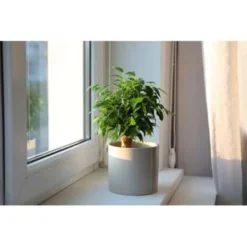 Ficus Benjamina 'Natasja' - Treurvijg - Pot 12 Cm - ↕30 Cm -Exporteren Tuin Verge Winkel 1135239525 0102