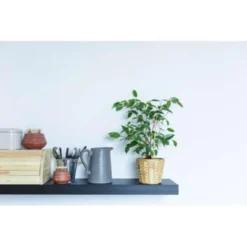 Ficus Benjamina 'Natasja' - Treurvijg - Pot 12 Cm - ↕30 Cm -Exporteren Tuin Verge Winkel 1135239525 0103