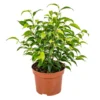 Ficus Benjamina 'Natasja' - Treurvijg - Pot 12 Cm - ↕30 Cm