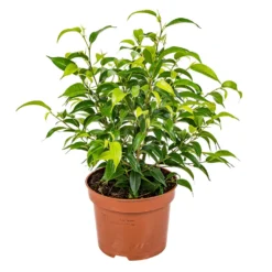 Ficus Benjamina 'Natasja' - Treurvijg - Pot 12 Cm - ↕30 Cm