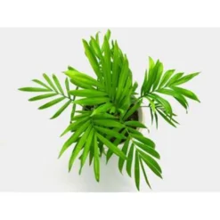 5x Onderhoudsvriendelijke Mix – ⌀12 Cm - ↕20-45 Cm -Exporteren Tuin Verge Winkel 1144513457 0102