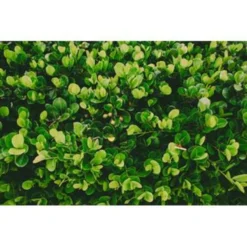 5x Onderhoudsvriendelijke Mix – ⌀12 Cm - ↕20-45 Cm -Exporteren Tuin Verge Winkel 1144513457 0103