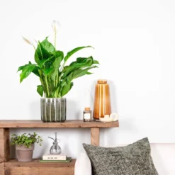 Spathiphyllum 'Bingo Cupido' - Lepelplant - ⌀17 Cm - ↕65-75 Cm -Exporteren Tuin Verge Winkel 1149963973 0103