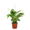 Spathiphyllum 'Bingo Cupido' - Lepelplant - ⌀17 Cm - ↕65-75 Cm