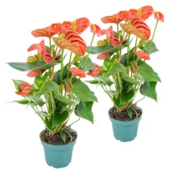 2x Anthurium 'Aristo' Oranje – Flamingoplant -⌀12 Cm - ↕30-40 Cm