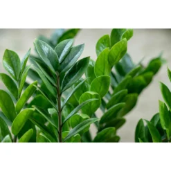 2x Zamioculcas P17H60 -Exporteren Tuin Verge Winkel 1176490408 0102