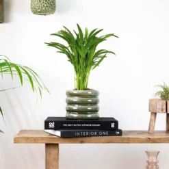 Dypsis Lutescens - Goudpalm - ⌀14 Cm - ↕40-50 Cm -Exporteren Tuin Verge Winkel 1180476636 0103