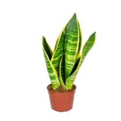 Sansevieria 'Suba' - Pot 9 Cm - ↕35 Cm