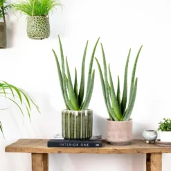 2x Aloe Vera Barbadensis - Vetplant - ⌀12 Cm - ↕35-40 Cm -Exporteren Tuin Verge Winkel 1184437682 0103