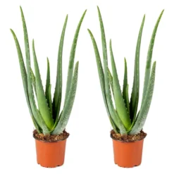 2x Aloe Vera Barbadensis - Vetplant - ⌀12 Cm - ↕35-40 Cm